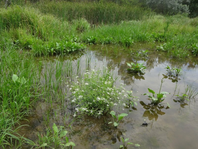 Омежник Фламинго Водный