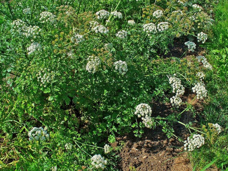 Oenanthe Омежник