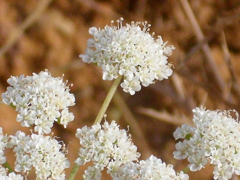 Oenanthe crocata