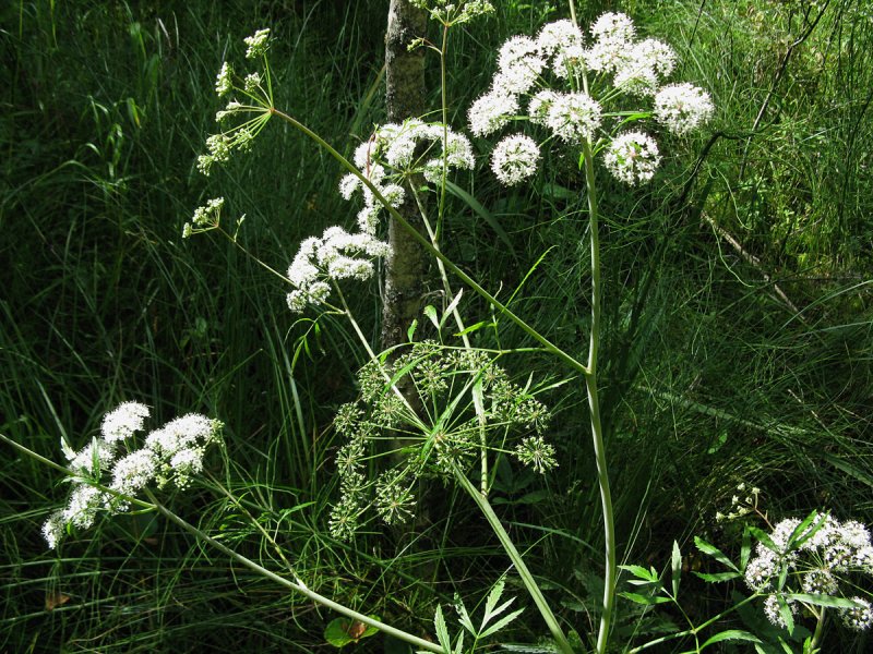 Oenanthe crocata