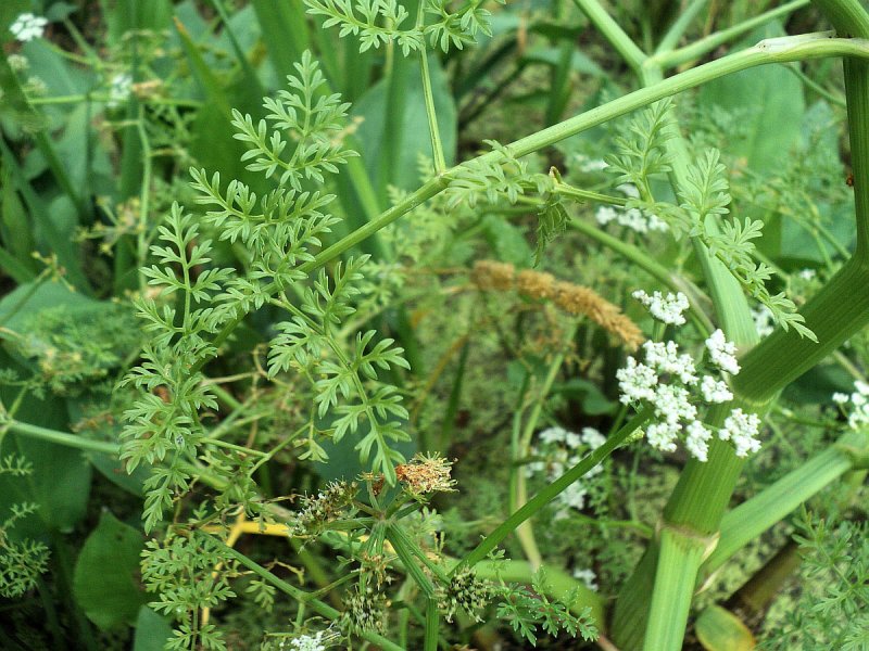 Растение Oenanthe crocata