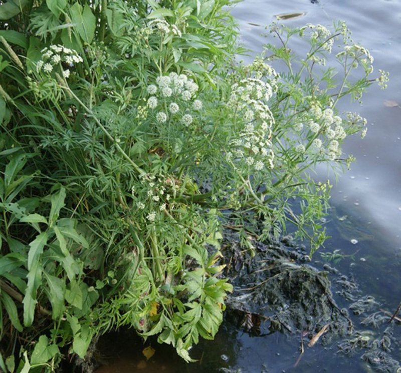 Oenanthe Омежник