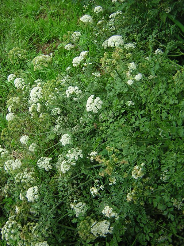 Heracleum giganteum