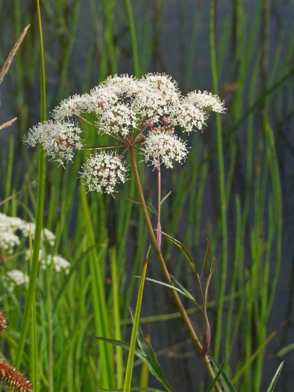 Oenanthe crocata ядовитое растение