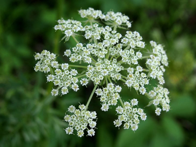 Oenanthe crocata