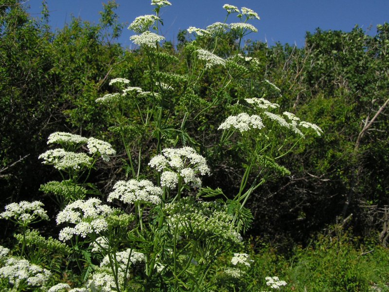 Зонтичные (Umbelliferae(Apiaceae))