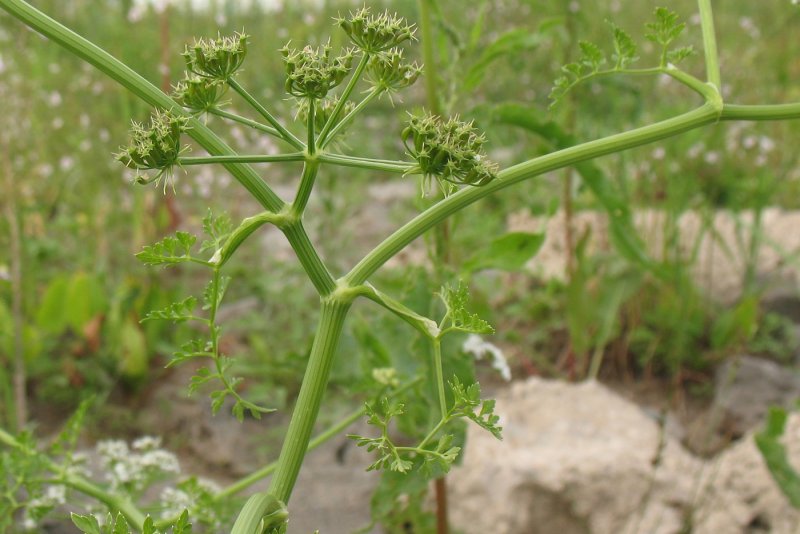 Oenanthe Aquatica l