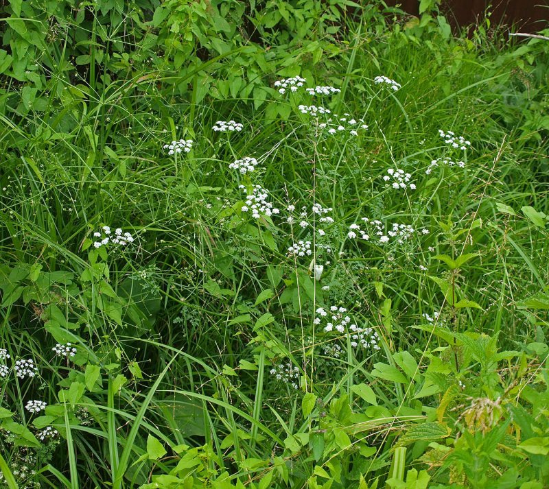 Oenanthe Aquatica