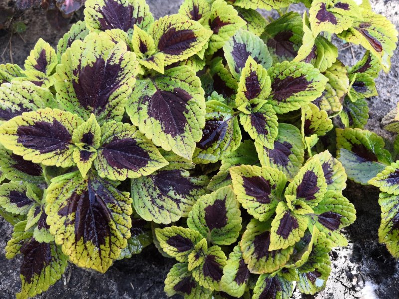 Колеус Red Croton