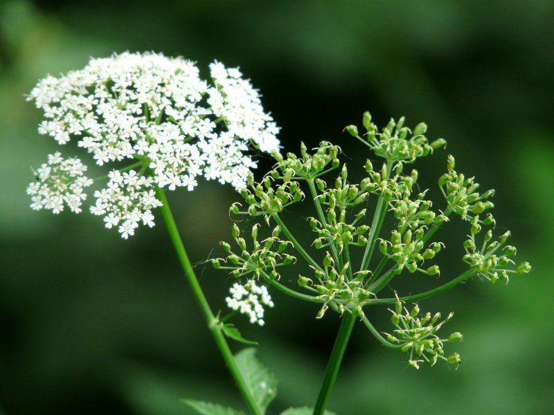 Oenanthe crocata улыбка