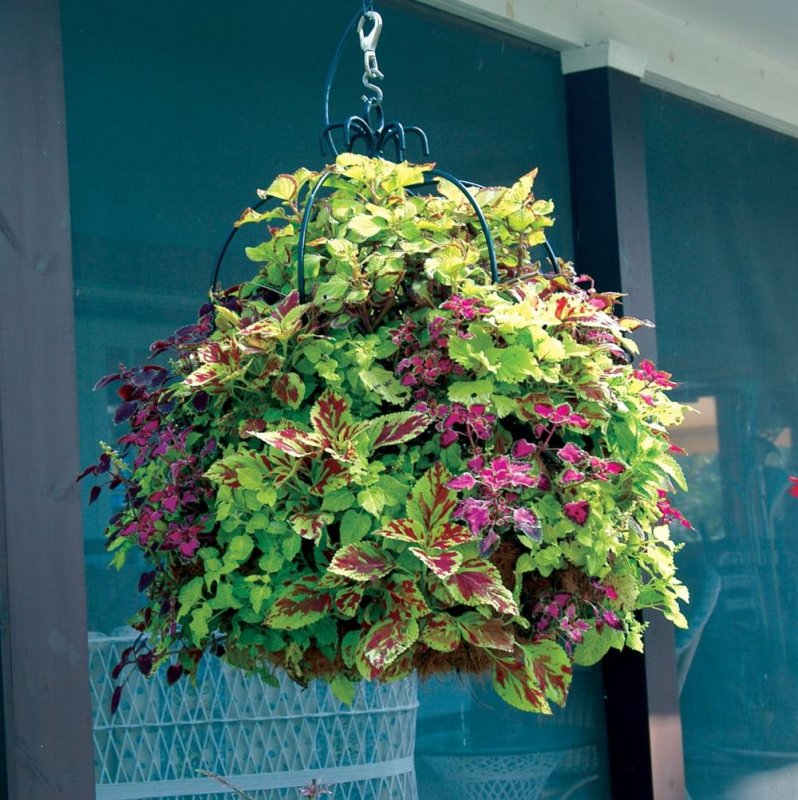 Колеус гибридный (Coleus hybridus)