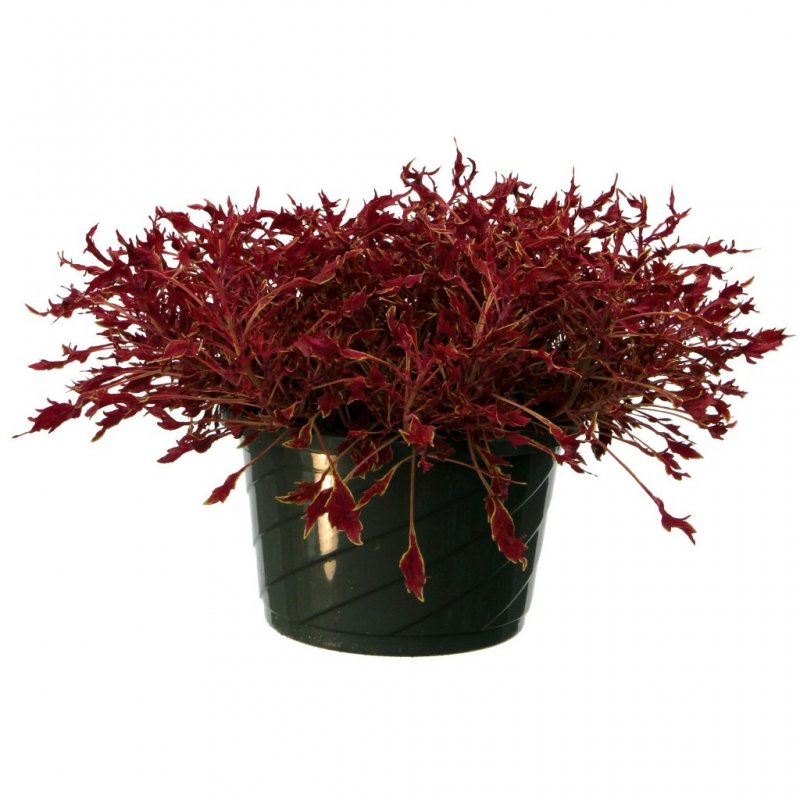 Колеус Wisley Flame
