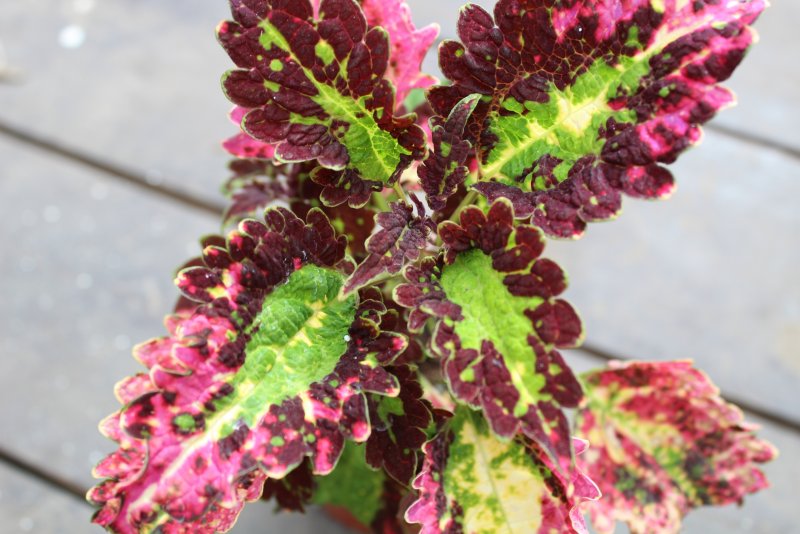 Колеус Coleus Juliet Quartermain