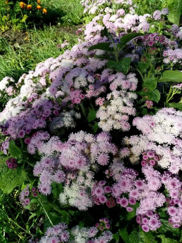 Агератум Хоустона (Ageratum houstonianum)