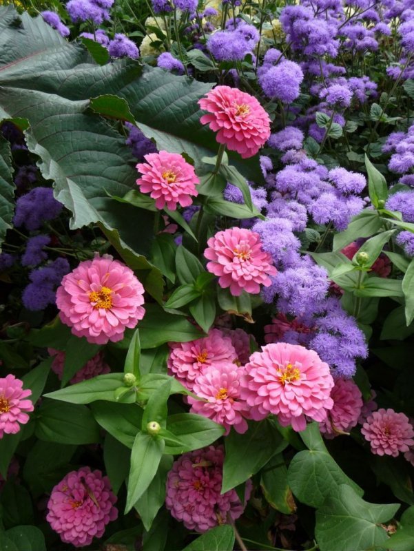 Агератум Хоустона (Ageratum houstonianum)