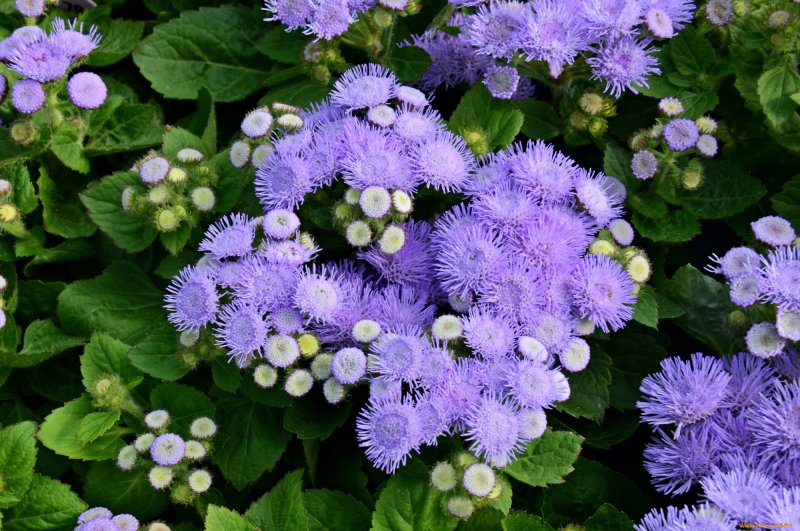Агератум Хоустона (Ageratum houstonianum)