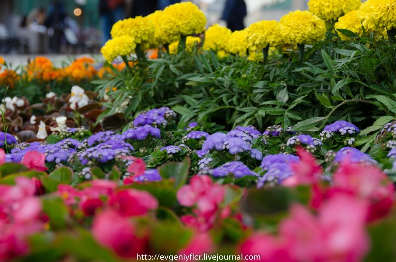 Агератум Хоустона (Ageratum houstonianum)