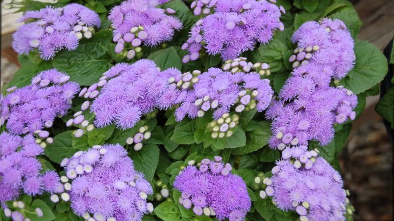 Агератум Хоустона (Ageratum houstonianum)