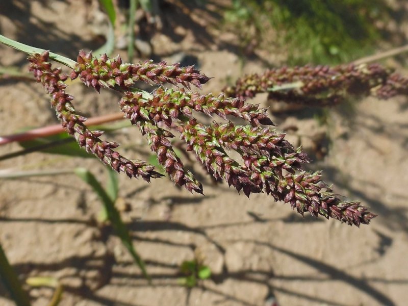 Echinochloa crusgalli)