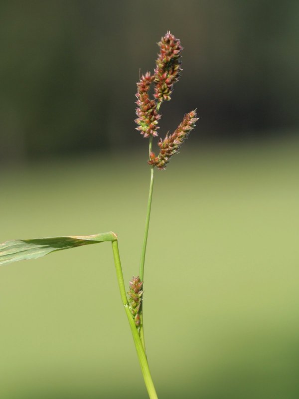 Ежовник обыкновенный (Echinochloa crusgalli)