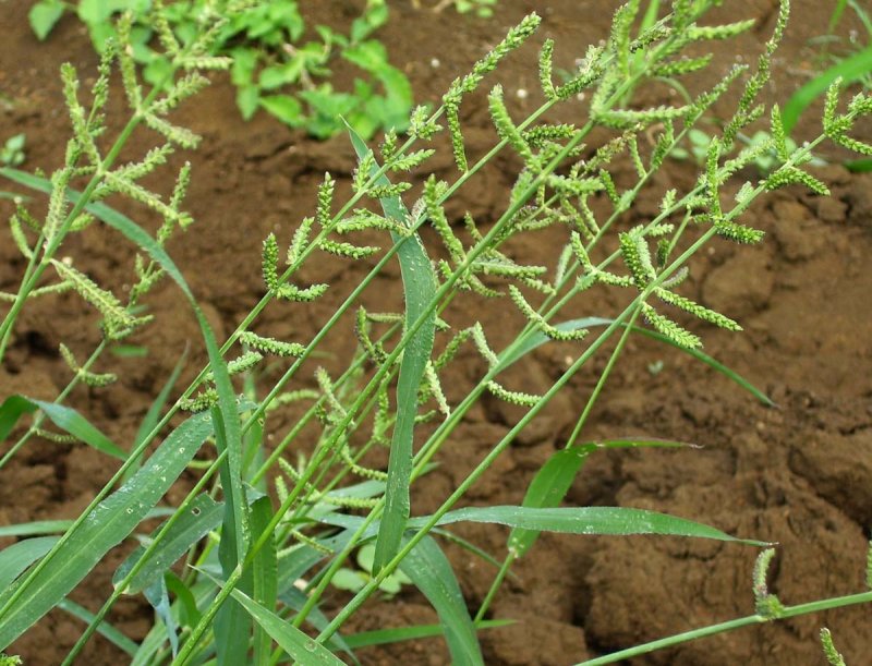 Echinochloa Crus-Galli