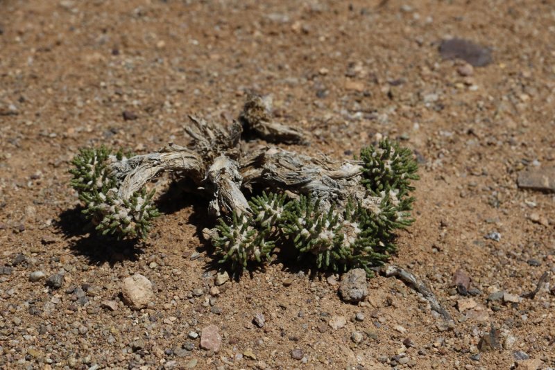 Просо (Echinochloa Crus-Galli).