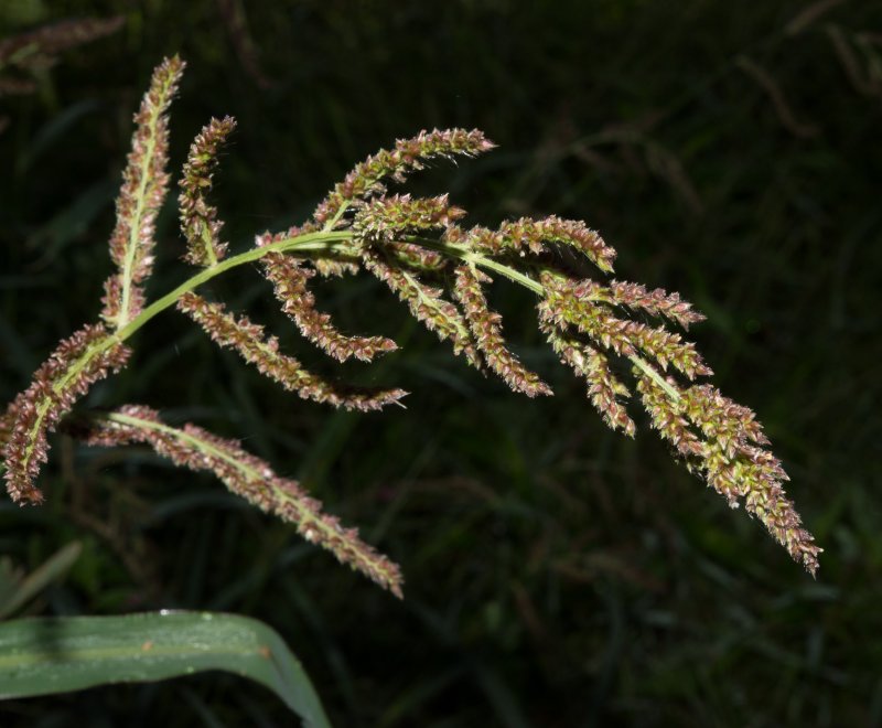 Echinochloa oryzoides