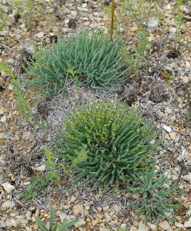 Artemisia vulgaris