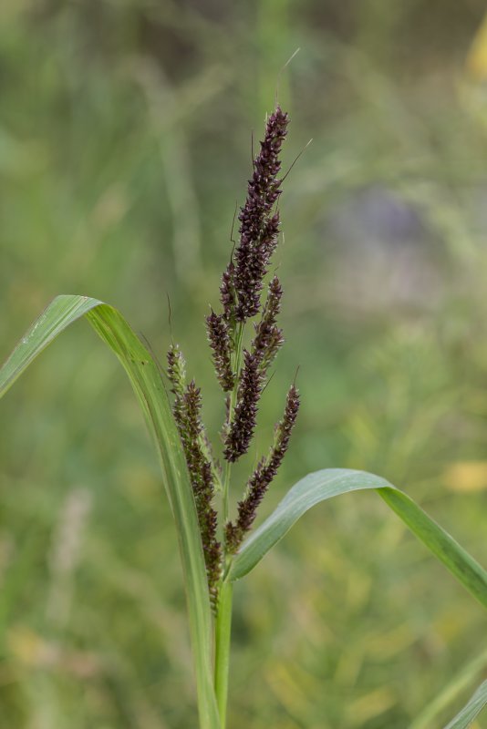 Ежовник обыкновенный (Echinochloa crusgalli)