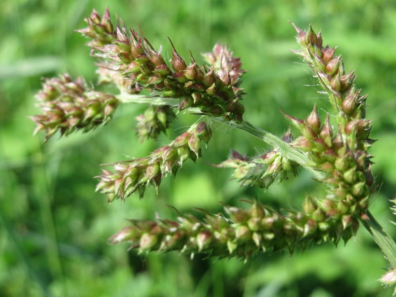 Ежовник обыкновенный (Echinochloa crusgalli)