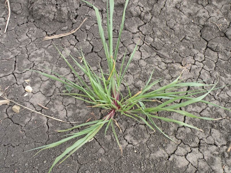 Щетинник зелёный (Setaria viridis)