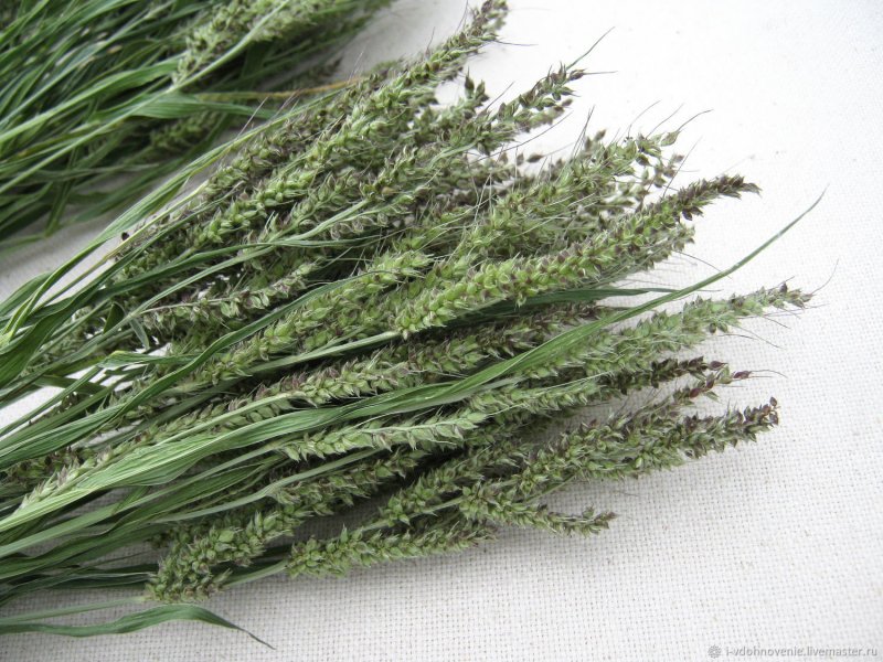 Echinochloa oryzoides