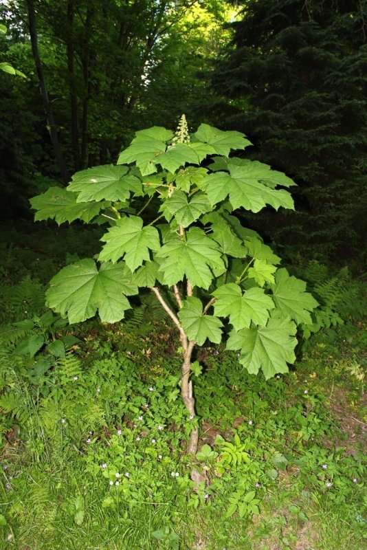 Oplopanax japonicus