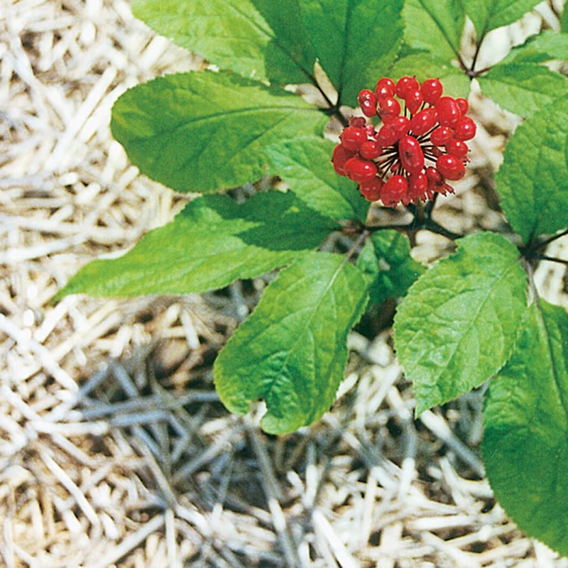 Женьшень настоящий (Panax Ginseng)