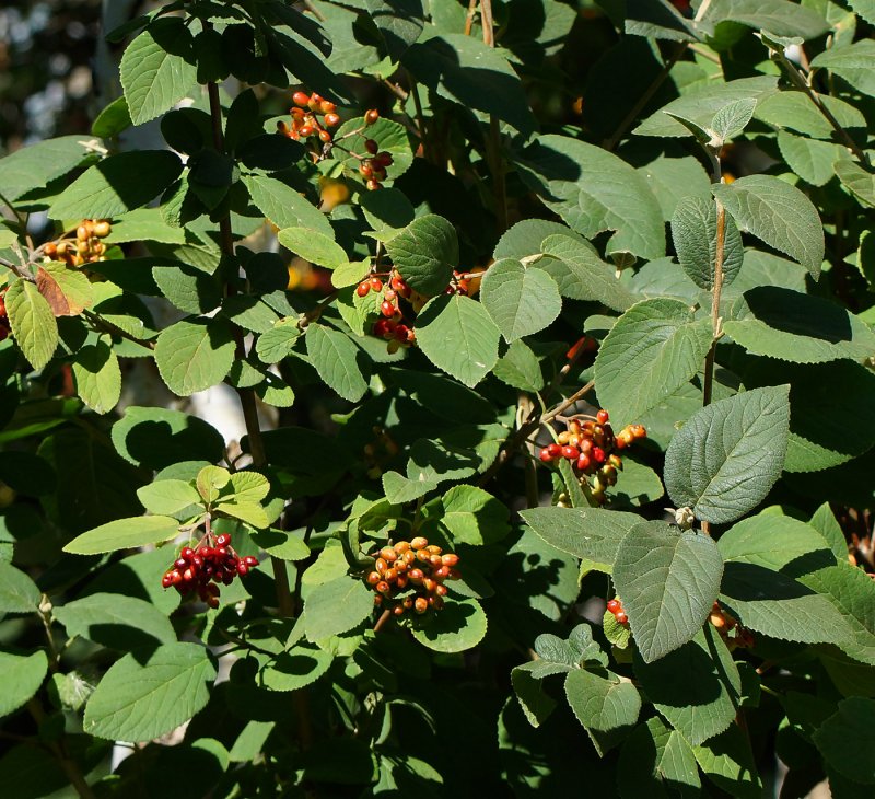Viburnum Lantana растение