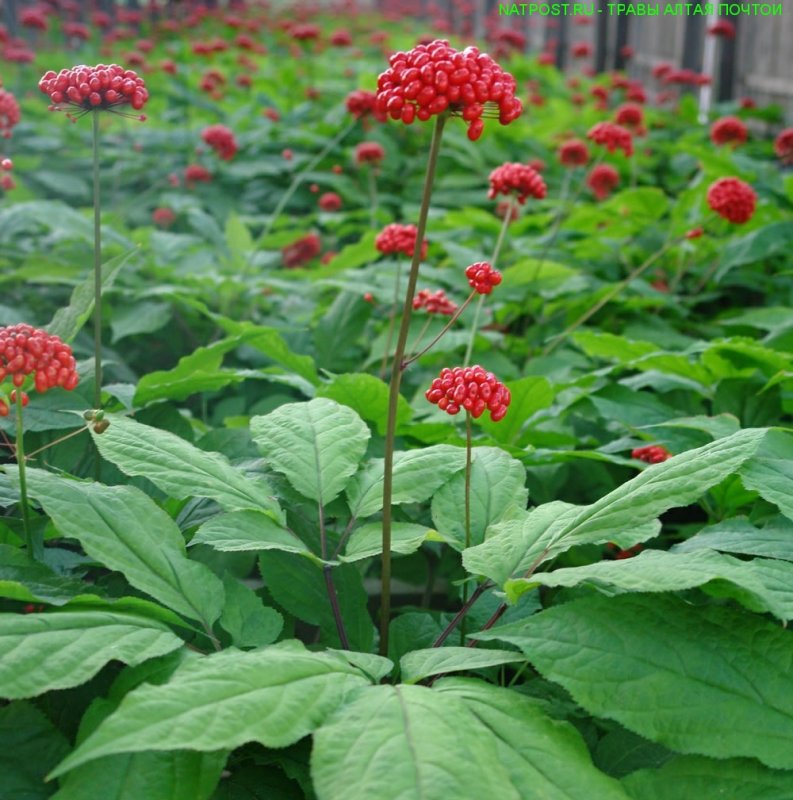 Женьшень настоящий (Panax Ginseng)