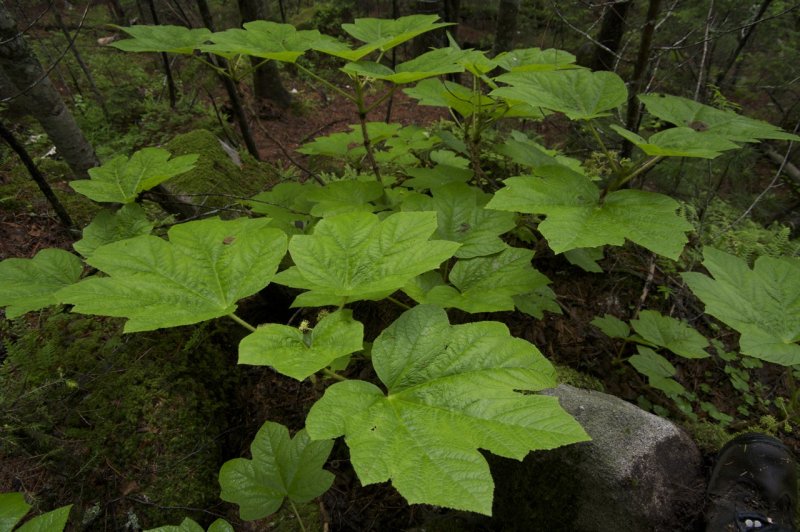 Extractum Echinopanacis