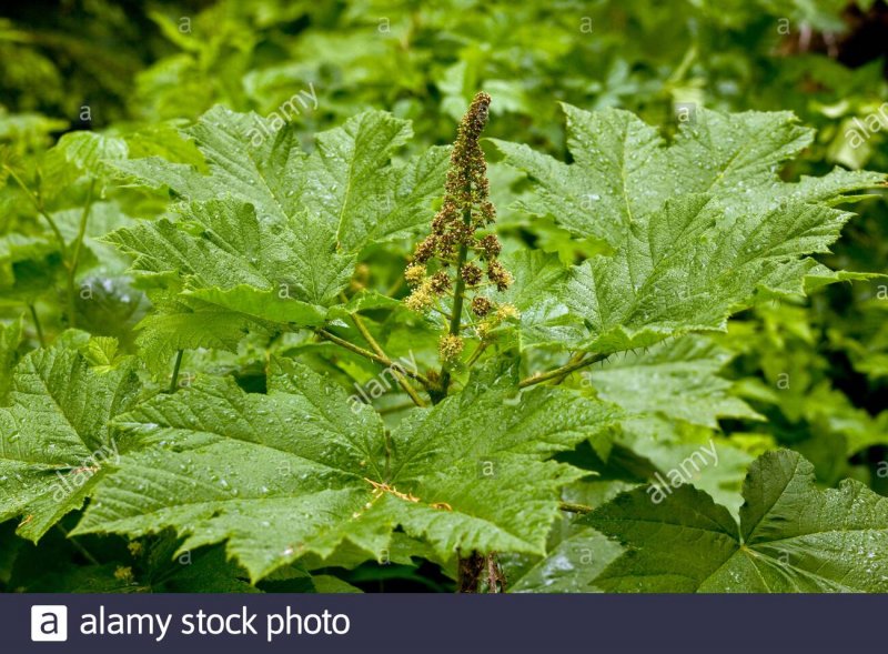 Echinopanax elatum