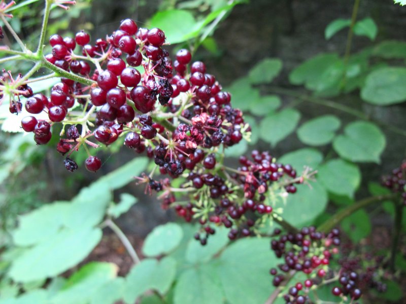 Aralia racemosa (Аралия кистеносная)