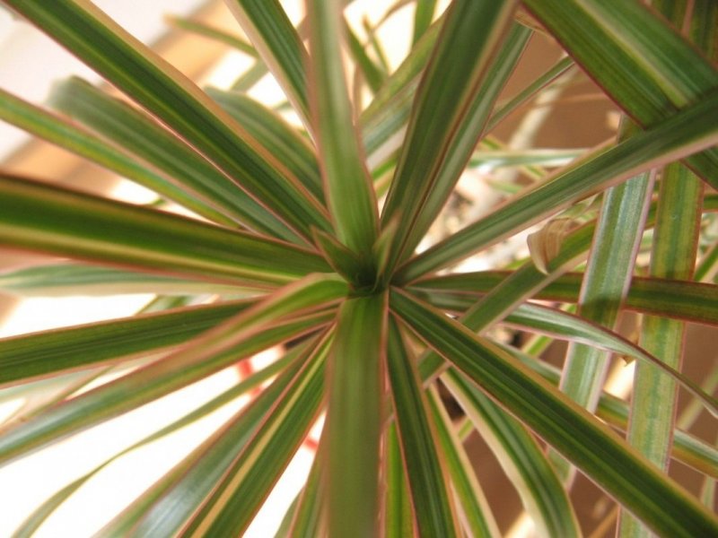 Драцена surculosa Bush