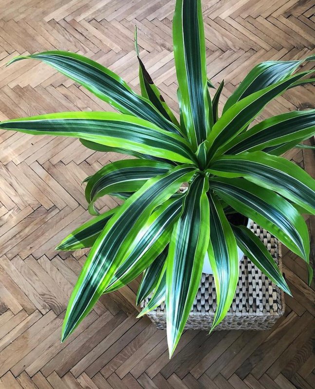 Драцена окаймленная (Dracaena marginata.)