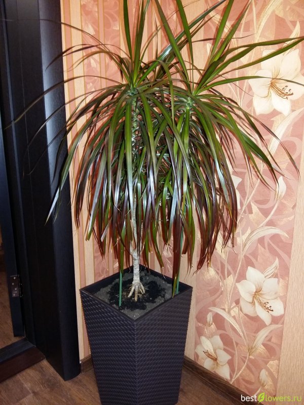 Dracaena marginata
