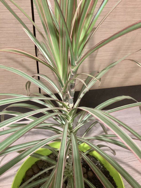 Драцена marginata Tricolor