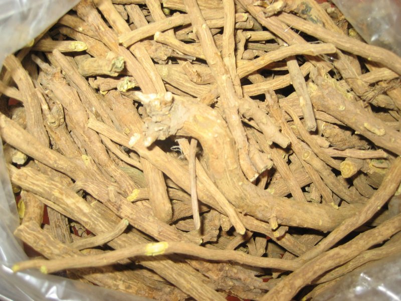 Lonicera xylosteum