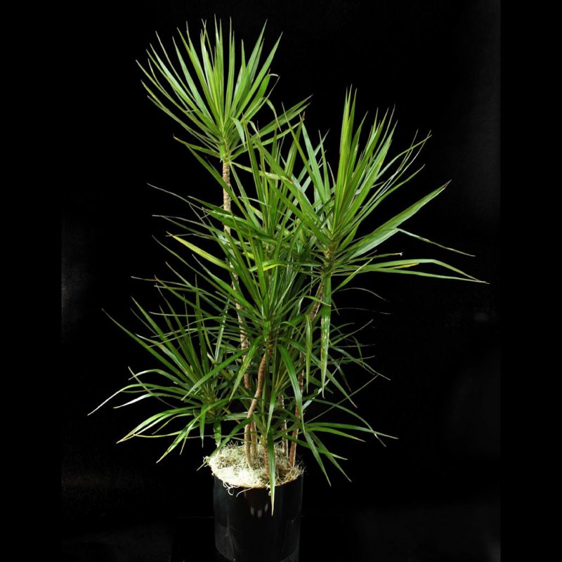 Драцена marginata Tricolor