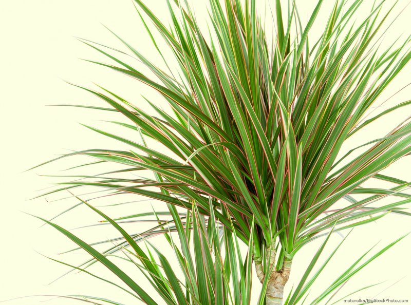 Окаймленная (Dracaena marginata