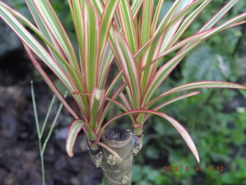 Драцена отогнутая (Dracaena Reflexa)