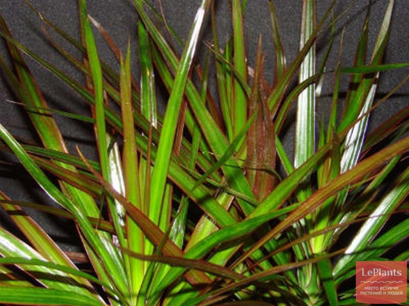 Драцена окаймленная (Dracaena marginata.)