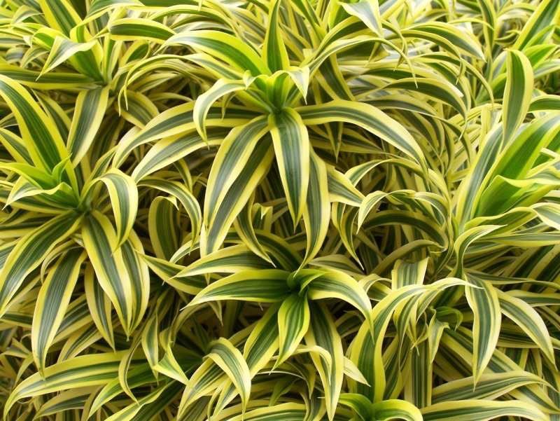 Драцена окаймленная (Dracaena marginata.)