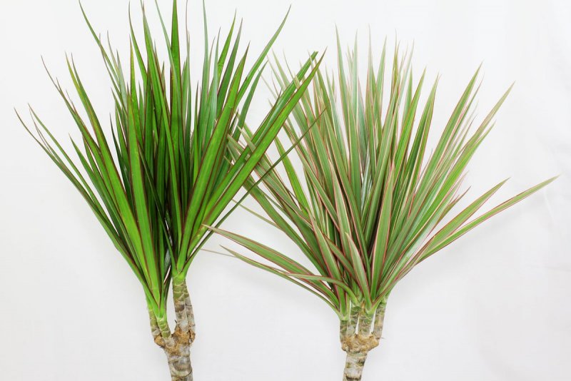 Драцена отогнутая (Dracaena Reflexa)